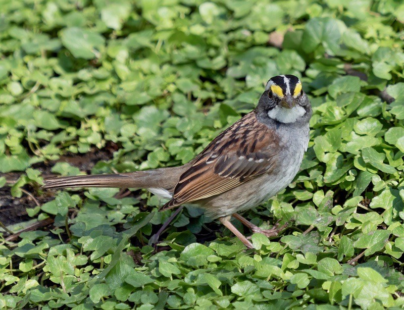 White-throated sparrow close-up in Central Park by Rhododendrites is licensed under CC BY-SA 4.0.